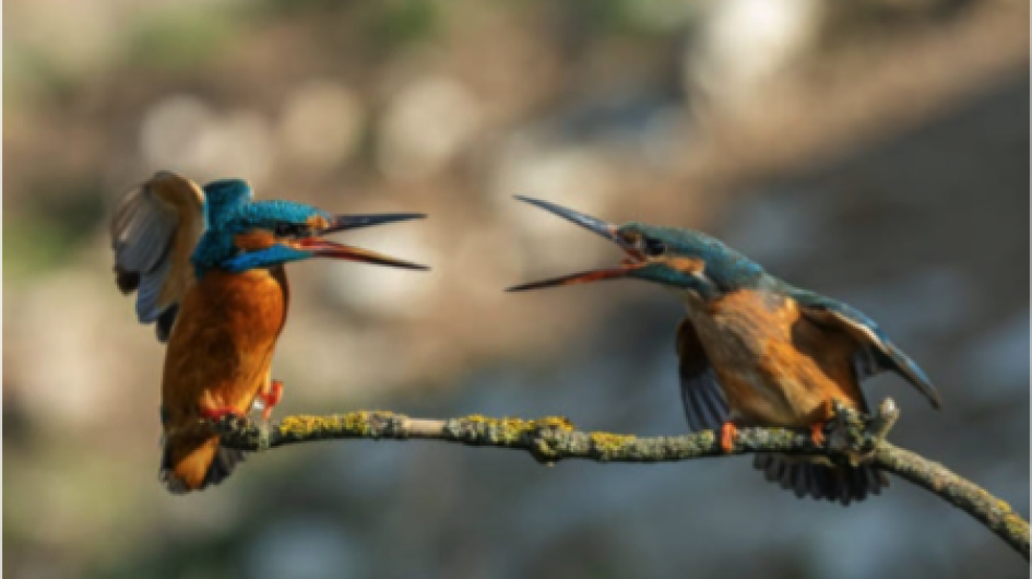“Ik dacht dat jij dacht dat …” | Breinkorf